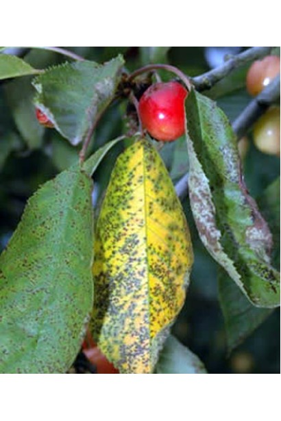 Коккомікоз